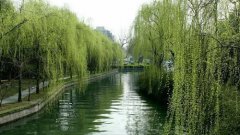 關(guān)于柳樹(shù)的優(yōu)美句子
