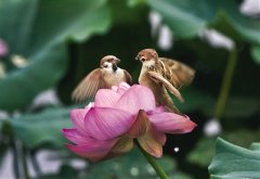 關(guān)于脈脈含情的愛情句子