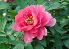關(guān)于牡丹花的優(yōu)美句子