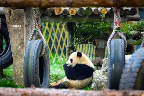 形容動(dòng)物園開(kāi)心的句子