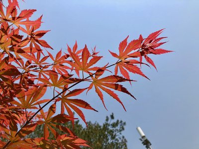 表示傷感的秋天句子