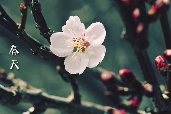 春天賞花的心情說說