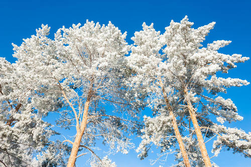 下雪天短信保暖問候語