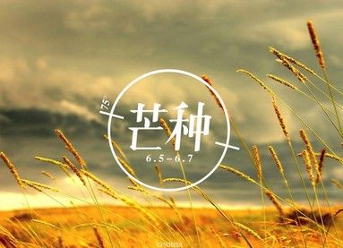 芒種節(jié)氣的來歷和風(fēng)俗