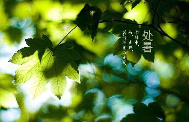 處暑節(jié)氣祝福語 適合處暑發(fā)的句子