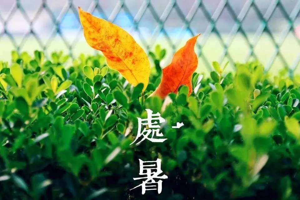 關于處暑的圖片 處暑發(fā)朋友圈句子